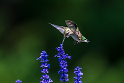 Photos Colibri